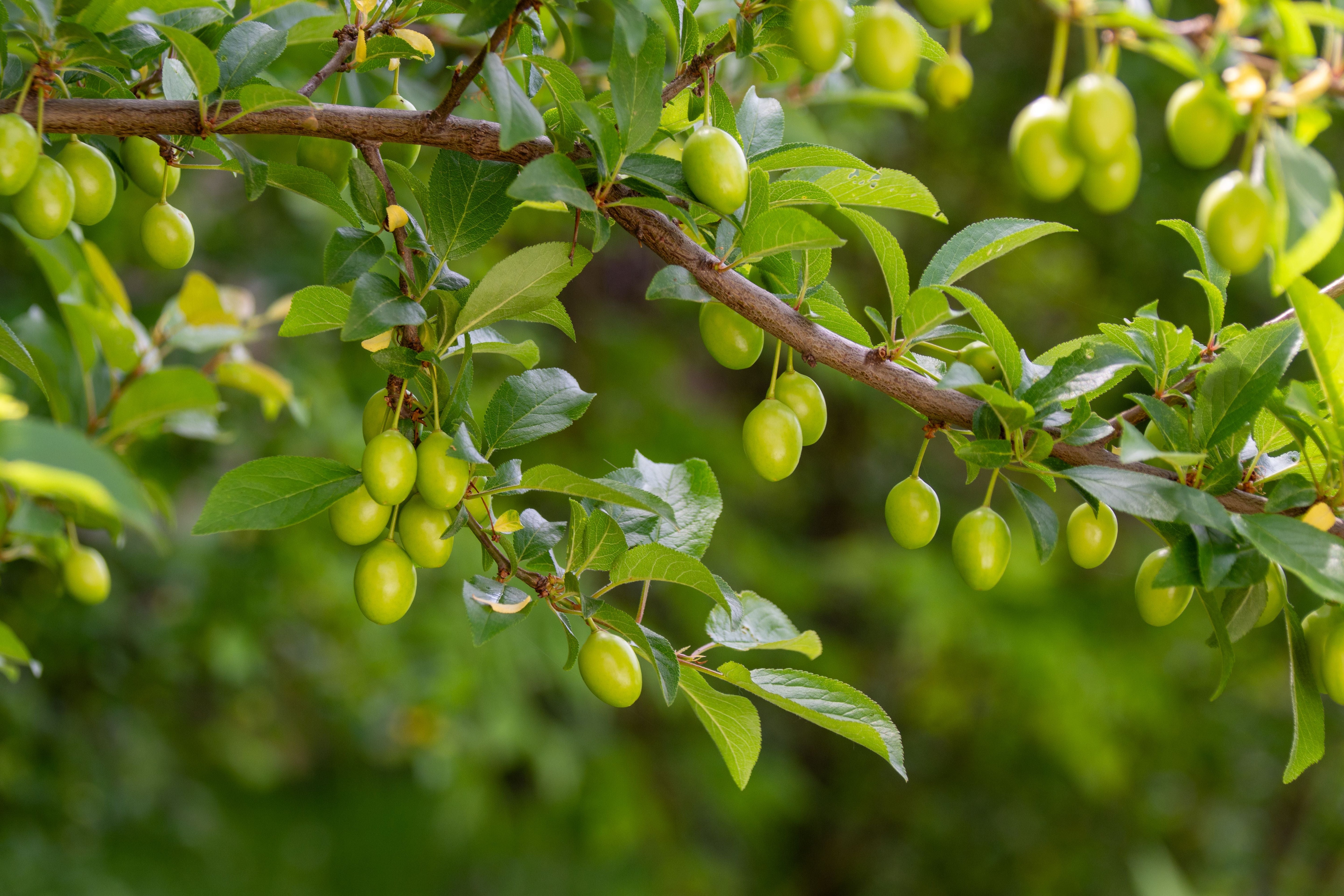 Wild-Harvested vs. Organic: Why Nature's Most Powerful Ingredients Start in the Wild